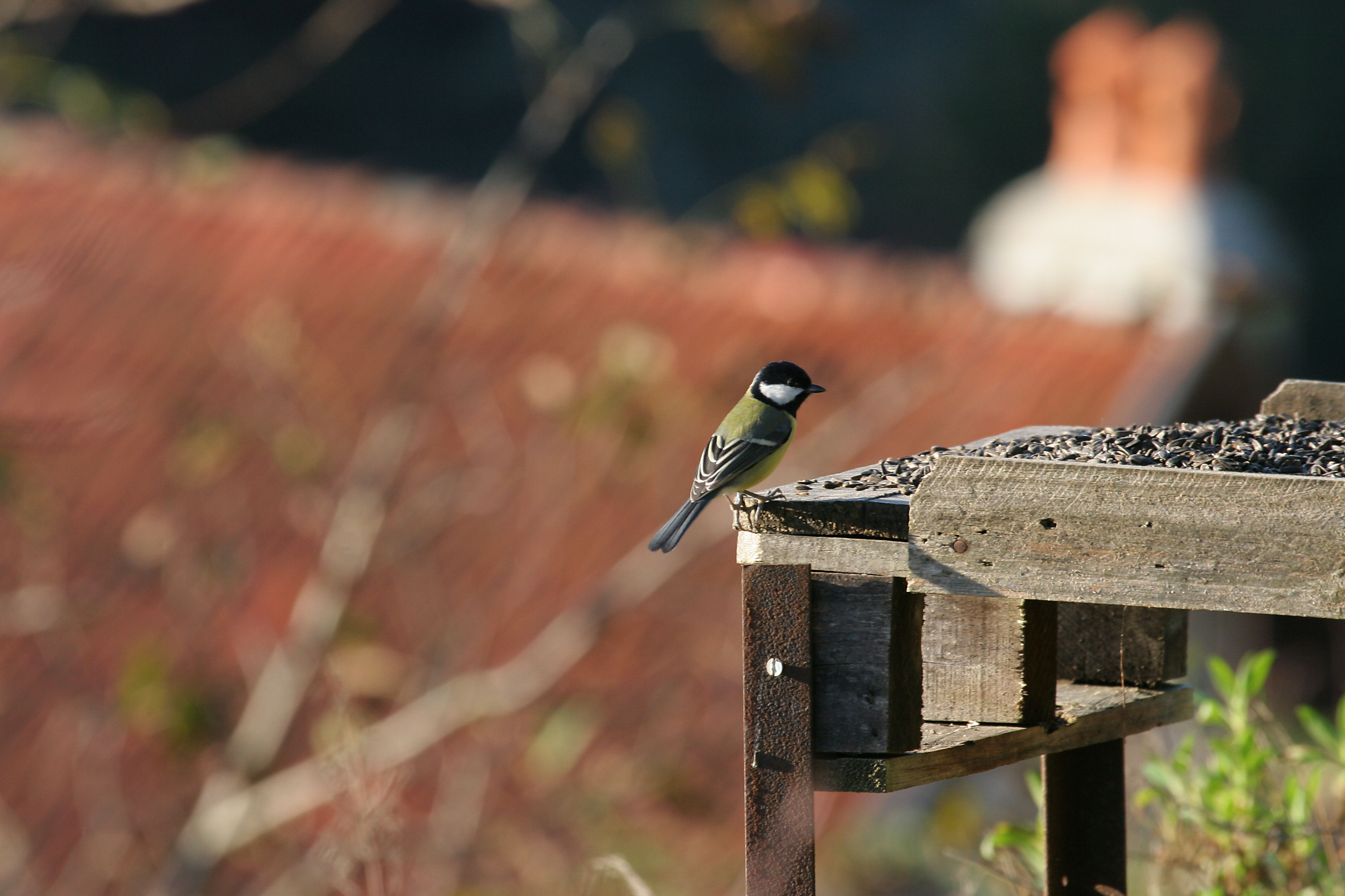 Observation et baguage sur une mangeoire à Fougerolles